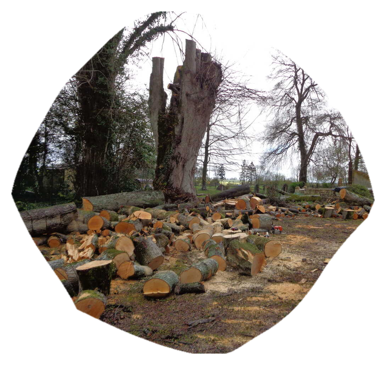 Paysagiste, Taille, élagage à Caumont-Sur-Aure (14) près de Villers-Bocage